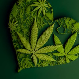 For The Love Of Cannabis – The Superior View