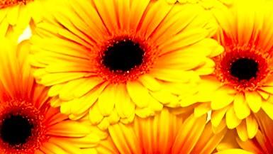 Shelly Nelson Bond – Daisy’s Journey
