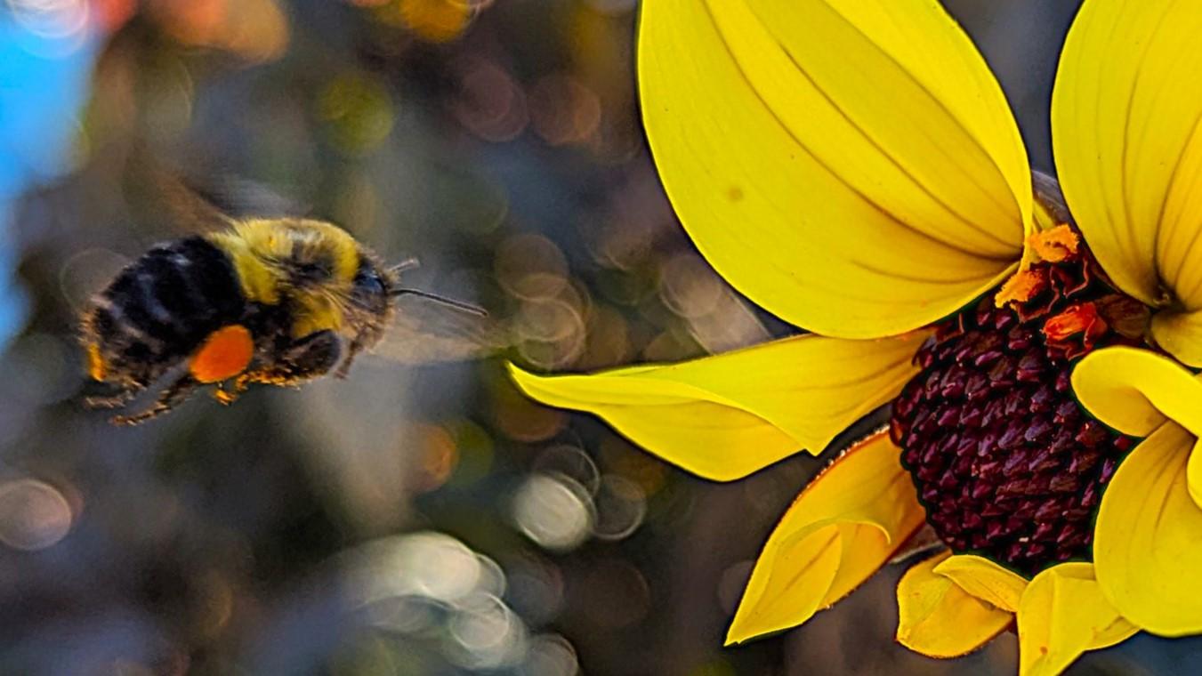 The GREAT LAKES ODYSSEY Radio Hour – The Future Of Gardening